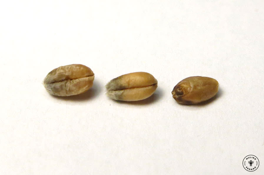 chicchi scartati selezionatrice ottica grano tenero