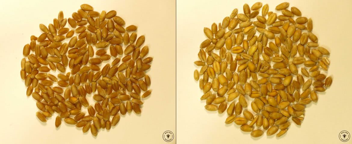 chicchi di grano tenero varietà selezione molino
