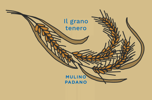 Il grano tenero: caratteristiche, proprietà e farine
