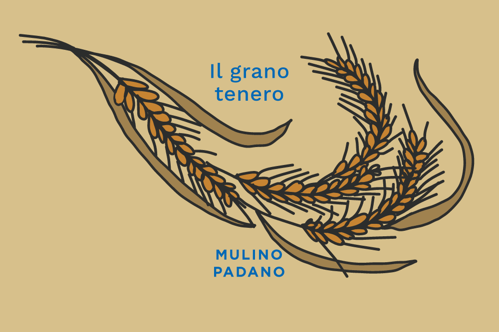 Il grano tenero: caratteristiche, proprietà e farine