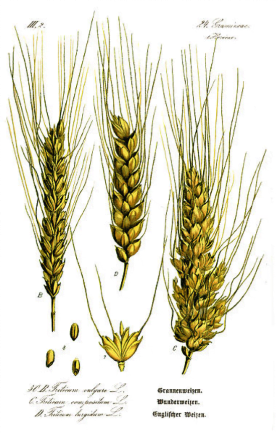 Spighe di grano tenero classificazione immagine
