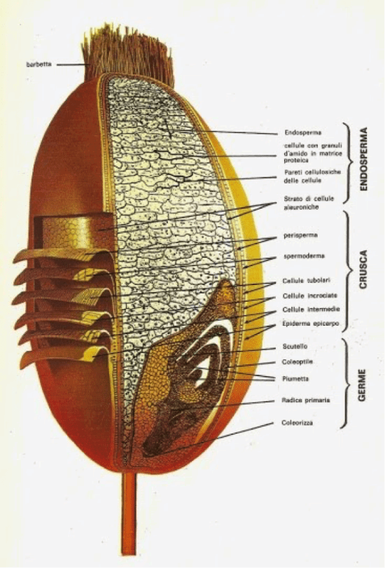 struttura del chicco di grano