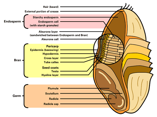 Structure of a grain of wheat