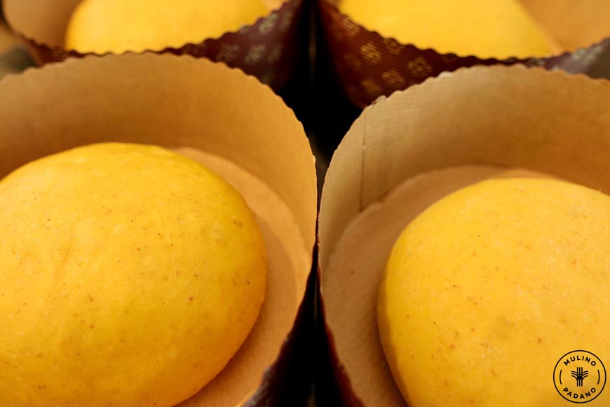 pirlatura del panettone al germe di grano